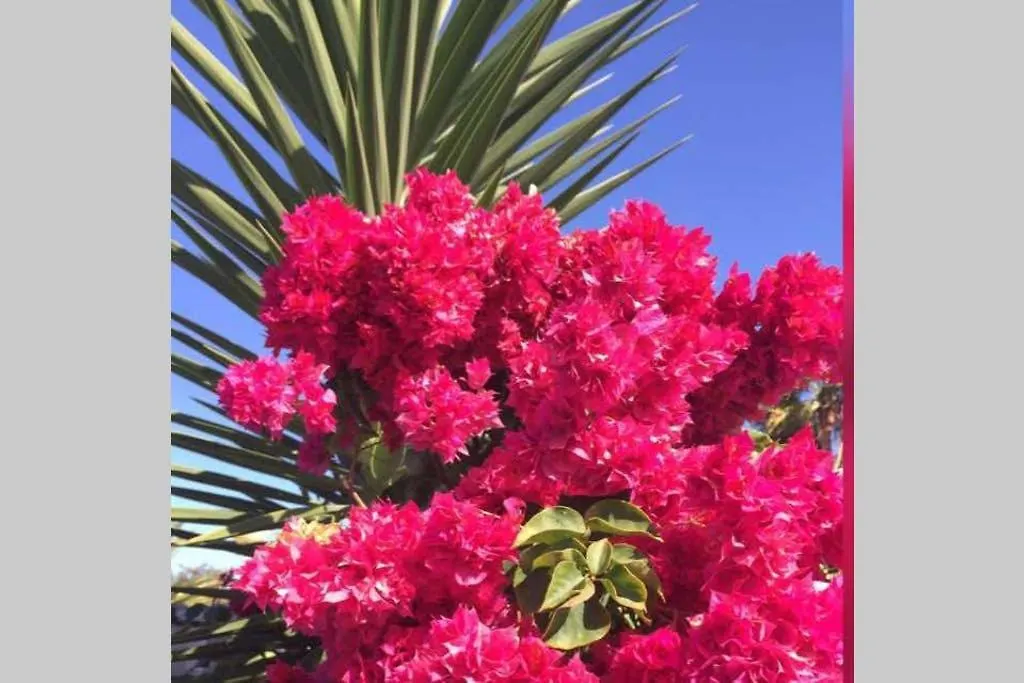 公寓 Espacioso Bungalow 2 Dormitorios En Maspalomas